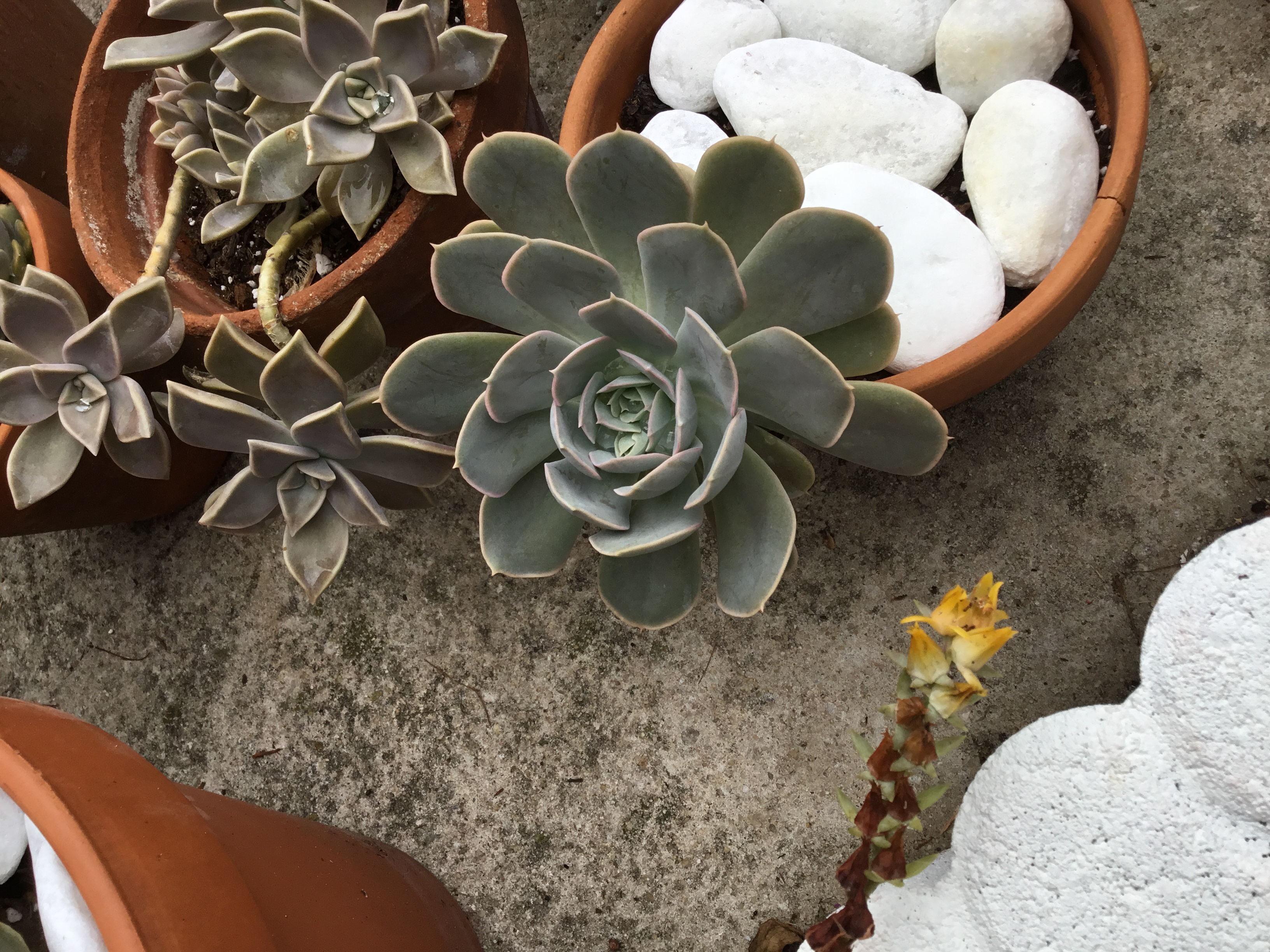 Echeveria lilacina - Ghost Echeveria.jpg